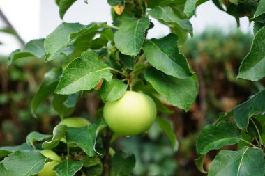 Sütun elma ağacı, Malus domestica Ballerina 'Bolero', Ağustosta bahçede meyve yetişiyor. Malus, gülgiller (Rosaceae) familyasından bir çalı cinsidir. Berlin, Almanya 