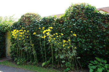 Rudbeckia laciniata ağustosta çift sarı çiçeklerle çiçek açar. Rudbeckia laciniata, Asteraceae familyasından bir bitki türü. Berlin, Almanya 
