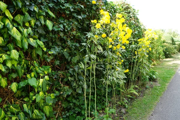 Rudbeckia laciniata ağustosta çift sarı çiçeklerle çiçek açar. Rudbeckia laciniata, Asteraceae familyasından bir bitki türü. Berlin, Almanya 