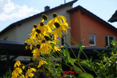 Rudbeckia nitida ağustosta çiçek açar. Rudbeckia, Asteraceae familyasından bir bitki cinsidir. Berlin, Almanya 