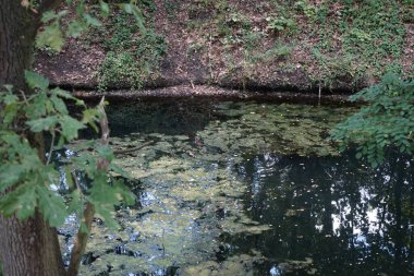 Dişi bir yaban ördeği ağustos ayında Wuhle Nehri boyunca yüzer. Yaban ördeği (