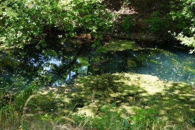 Dişi bir yaban ördeği ağustos ayında Wuhle Nehri boyunca yüzer. Yaban ördeği (