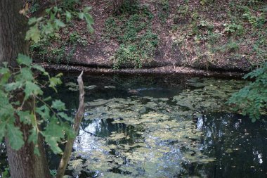 Dişi bir yaban ördeği ağustos ayında Wuhle Nehri boyunca yüzer. Yaban ördeği (