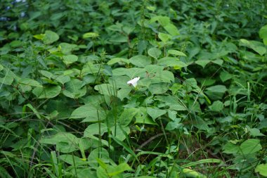 Calystegia sepium ağustosta çiçek açar. Calystegia sepium, çalılık yosunları, Rutland güzelliği, bugle asmaları, ilahi trompetler, çan bağları, yataktan fırlayan büyükanne ve diğer birçok bitki türü. Berlin, Almanya 