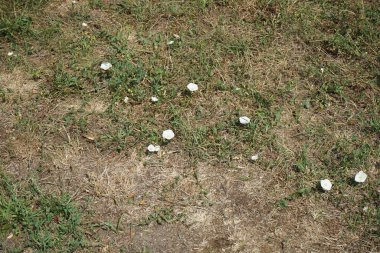 Konvolvulus arvensis ağustosta çiçek açar. Convolvulus arvensis, toynakgiller (Convolvulus arvensis) familyasından bir bitki türü. Berlin, Almanya