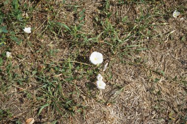 Konvolvulus arvensis ağustosta çiçek açar. Convolvulus arvensis, toynakgiller (Convolvulus arvensis) familyasından bir bitki türü. Berlin, Almanya