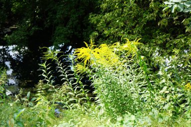 Solidago canadensis, ağustos ayında nehir kenarında sarı çiçeklerle çiçek açar. Solidago canadensis, Kanada altın çubuğu ya da Kanada altın çubuğu, uzun ömürlü bir bitkidir. Berlin, Almanya 