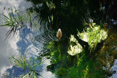 Dişi bir yaban ördeği ağustos ayında Wuhle Nehri boyunca yüzer. Yaban ördeği (