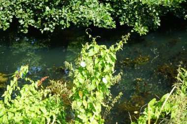 Calystegia sepium ağustosta çiçek açar. Calystegia sepium, çalılık yosunları, Rutland güzelliği, bugle asmaları, ilahi trompetler, çan bağları, yataktan fırlayan büyükanne ve diğer birçok bitki türü. Berlin, Almanya 