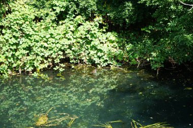 Gallinula kloropus kuşu Ağustos ayında Wuhle Nehri boyunca yüzer. Dağ tavuğu (