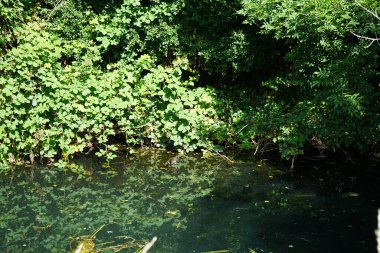 Gallinula kloropus kuşu Ağustos ayında Wuhle Nehri boyunca yüzer. Dağ tavuğu (