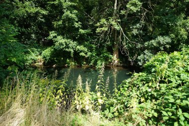 Sığ Wuhle Nehri Ağustos ayında yaz bitkileriyle çevrilidir. Wuhle, Spree 'nin küçük bir sağ koludur. Berlin, Almanya 