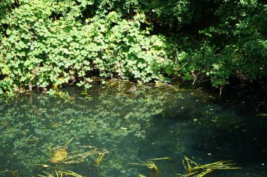Gallinula kloropus kuşu Ağustos ayında Wuhle Nehri boyunca yüzer. Dağ tavuğu (