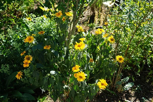 Heliopsis helianthoidleri ağustosta bahçede sarı çiçeklerle çiçek açarlar. Heliopsis helianthoides, Asteraceae familyasından bir bitki türü. Berlin