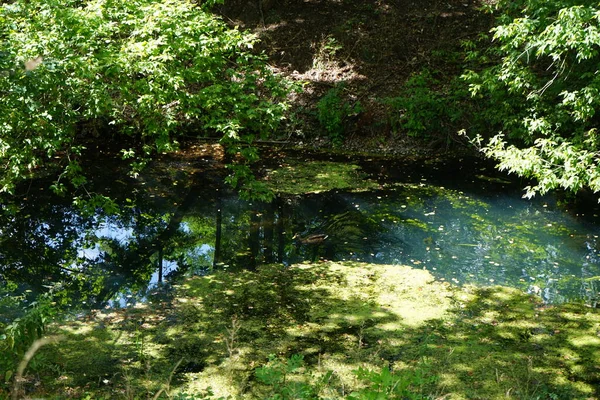 Dişi bir yaban ördeği ağustos ayında Wuhle Nehri boyunca yüzer. Yaban ördeği (