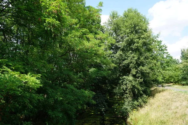 Sığ Wuhle Nehri Ağustos ayında yaz bitkileriyle çevrilidir. Wuhle, Spree 'nin küçük bir sağ koludur. Berlin, Almanya 