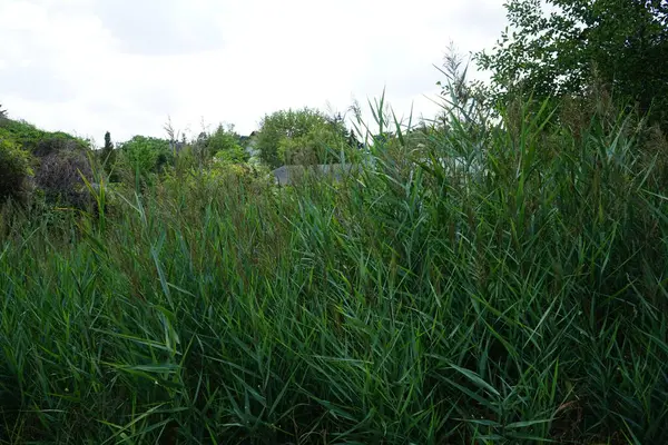 Phragmites australis ağustosta nehrin yanında yetişir. Phragmites australis, Poaceae familyasından yaygın olarak kullanılan bir sazlıktır. Berlin, Almanya 