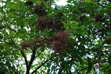 Sambucus zencisi ağustosta meyve yetiştirir. Sambucus nigra, yaşlı, elderberry, siyah yaşlı, Avrupalı yaşlı, Avrupa mürver böğürtlenleri, Avrupa siyah mürver ve tramvay otlarının bir türüdür. Berlin, Almanya 