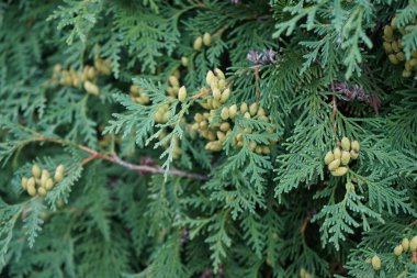 Thuja occidentalis ağacı ağustosta yetişir. Thuja bataklıkları (