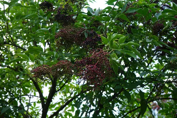 stock image Sambucus nigra with fruits grows in August. Sambucus nigra, elder, elderberry, black elder, European elder, European elderberry, European black elderberry and tramman is a species of flowering plants. Berlin, Germany 