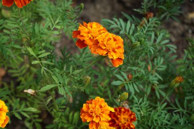 Tagetes patula karışık çiçekleri ağustosta açar. Kadife çiçekleri (