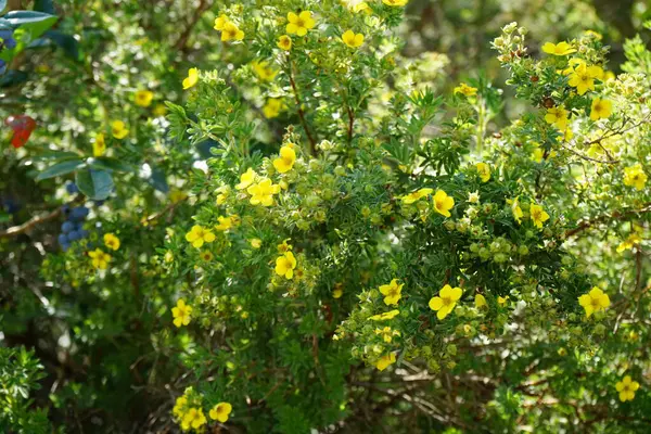 Potentilla fruticosa ağustosta altın sarısı çiçeklerle çiçek açar. Potentilla, Rosaceae familyasından bir bitki türü. Berlin, Almanya 