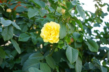 Yükselen gül 'Işık Kraliçesi Lucia', 'Lichtkoenthe Lucia', ağustosta sarı çiçeklerle açar. Rose, Rosaceae familyasından, Rosa cinsine ait uzun ömürlü bir çiçek bitkisidir. Berlin, Almanya