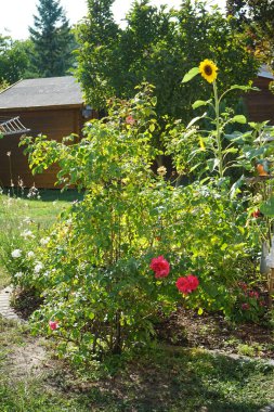 Kırmızı bir gül çalısı, ayçiçeği ve diğer çiçekler ağustosta bir çiçek tarhında yetişir. Rose, Rosaceae familyasından, Rosa cinsine ait uzun ömürlü bir çiçek bitkisidir. Berlin, Almanya