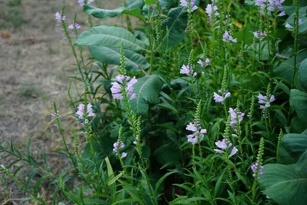 Physostegia virginiana ağustosta çiçek açar. Physostegia virginiana (itaatkar bitki), Lamiaceae familyasından bir bitki türü. Berlin, Almanya