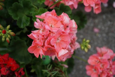 Ayakta duran sardunyalar, Pelargonium hororum, ağustosta pembe çiçeklerle çiçek açar. Pelargonium hororum, sardunya, bahçe sardunyası, Pelargonium 'un bir hiçliği. Berlin, Almanya