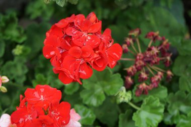 Ayakta duran kırmızı sardunyalar ağustosta bir çiçek kutusunda çiçek açarlar. Pelargonium hororum, sardunya, bahçe sardunyası, Pelargonium 'un bir hiçliği. Berlin, Almanya 