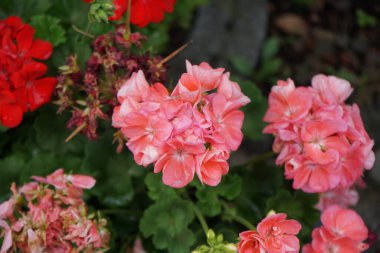 Ayakta duran sardunyalar, Pelargonium hororum, ağustosta pembe çiçeklerle çiçek açar. Pelargonium hororum, sardunya, bahçe sardunyası, Pelargonium 'un bir hiçliği. Berlin, Almanya