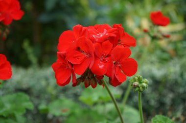 Ayakta duran kırmızı sardunyalar ağustosta bir çiçek kutusunda çiçek açarlar. Pelargonium hororum, sardunya, bahçe sardunyası, Pelargonium 'un bir hiçliği. Berlin, Almanya 