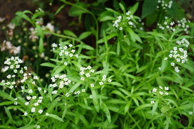 Lobularia maritima ağustosta çiçek açar. Lobularia maritima, syn. Alyssum maritimum, Brassicaceae familyasından bir bitki türü. Berlin, Almanya