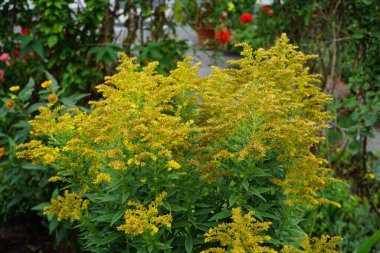 Solidago canadensis ağustosta sarı çiçeklerle çiçek açar. Solidago canadensis, Kanada altın çubuğu ya da Kanada altın çubuğu, uzun ömürlü bir bitkidir. Berlin, Almanya 