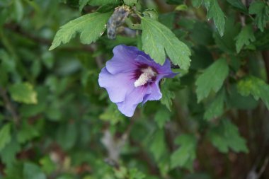 Hibiscus syriacus 'Marina' nın çiçekleri ağustosta büyük mor-mavi ve kestane rengi bir çiçekle açar. Hibiscus syriacus, Malvaceae familyasından bir bitki türü. Berlin, Almanya