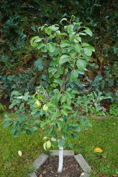 Dwergperenboom Met Vruchten Groeit Augustus Tuin Perenboom Rosaceae Een Botanische Stockfoto