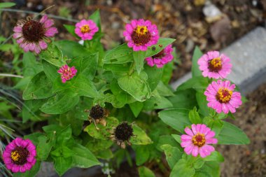 Zinnia çiçekleri ağustosta bahçede açar. Zinnia, Asteraceae familyasından Heliantheae familyasına ait bir bitki cinsidir. Berlin, Almanya