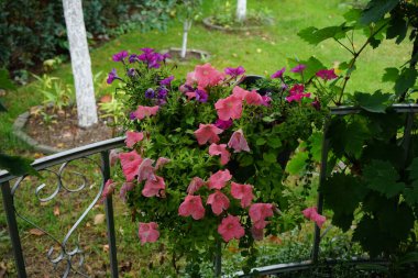 Çok renkli petunya çiçekleri ve Sutera kordatasının beyaz çiçekleri 'Büyük Baja' çardakta asılı bir saksıda çiçek açıyor. Petunia, Petunioideae familyasından bir cinstir. Berlin, Almanya