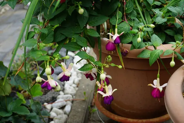 Giant fuchsia 'Deep Purple' blooms with white-purple flowers in a flower pot in August. Fuchsia, is a genus of perennial plants of the Cyprus family, Onagraceae. Berlin, Germany