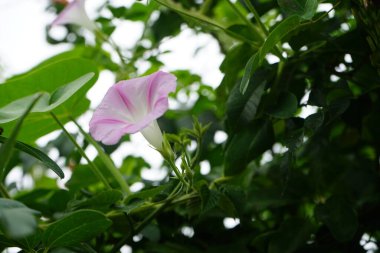 Ağustos ayında Ipomoea pembe-beyaz çiçeklerle çiçek açar. Ipomoea, Convolvulaceae familyasından bir bitki cinsidir. Berlin, Almanya