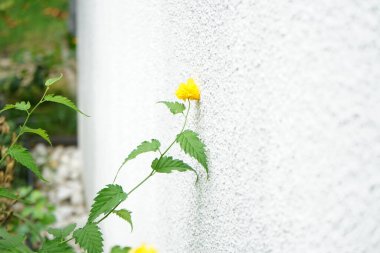 Kerria japonica 'Pleniflora' ağustosta bahçede çiçek açar. Kerria japonica, gülgiller (Rosaceae) familyasından bir çalı türü. Berlin, Almanya 