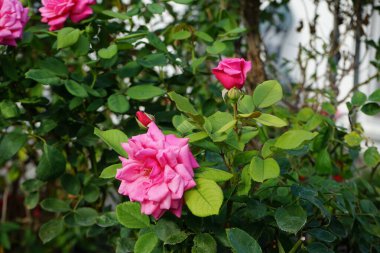 Tırmanış gülü bahçedeki pergola yakınında koyu pembe çiçeklerle çiçek açar. Rose, Rosaceae familyasından, Rosa cinsine ait uzun ömürlü bir çiçek bitkisidir. Berlin, Almanya