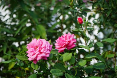 Tırmanış gülü bahçedeki pergola yakınında koyu pembe çiçeklerle çiçek açar. Rose, Rosaceae familyasından, Rosa cinsine ait uzun ömürlü bir çiçek bitkisidir. Berlin, Almanya