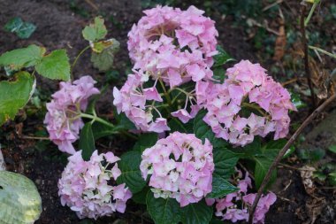 Ortanca macrophylla, ağustosta bahçede pembe çiçeklerle çiçek açar. Hydrangea makrophylla, Hydrangeaceae familyasından bir bitki türü. Berlin, Almanya