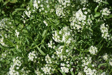 Lobularia maritima Eylül 'de çiçek açar. Lobularia maritima, syn. Alyssum maritimum, Brassicaceae familyasından bir bitki türü. Berlin, Almanya 