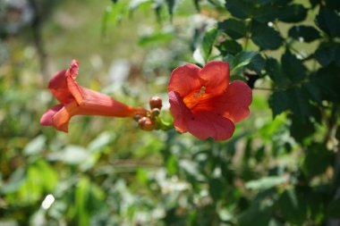 Campsis x tagliabuana 