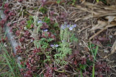 Phacelia tanacetifolia Eylül ayında mavi çiçeklerle çiçek açar. Phacelia tanacetifolia (Dancy phacelia), Boraginaceae familyasından bir bitki türü. Berlin, Almanya