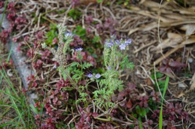 Phacelia tanacetifolia Eylül ayında mavi çiçeklerle çiçek açar. Phacelia tanacetifolia (Dancy phacelia), Boraginaceae familyasından bir bitki türü. Berlin, Almanya