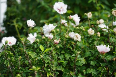 Hibiscus syriacus 